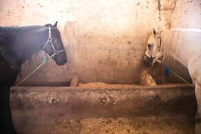Morocco's carriage horses suffer as COVID-19 bars tourists
