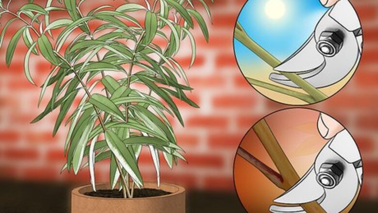 How to Grow Lemon Verbena