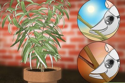 How to Grow Lemon Verbena