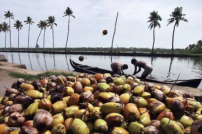 Coconut plucking is monkey business in Kerala