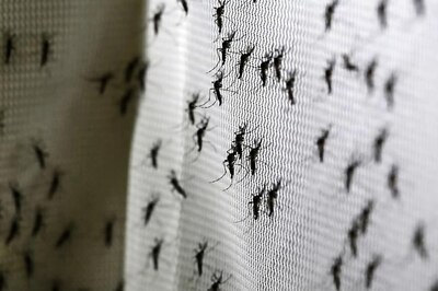 Lucknow Reports 24 New Dengue Cases, Count Crosses 500-Mark Since July