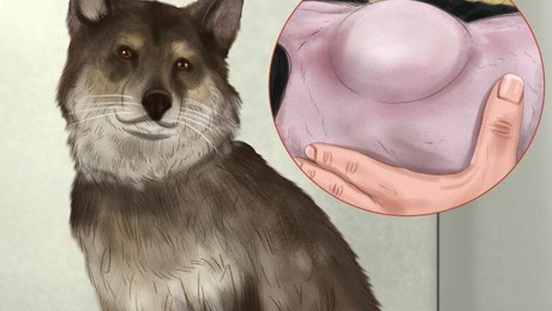 How to Diagnose Skin Masses on Dogs