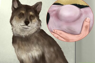 How to Diagnose Skin Masses on Dogs