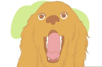 How to Understand Your Dog's Vocal Language