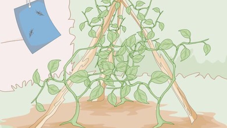 How to Kill Thrips