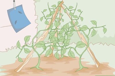How to Kill Thrips