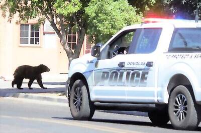 Bear Has Close Call On Utility Poles In Arizona Border City