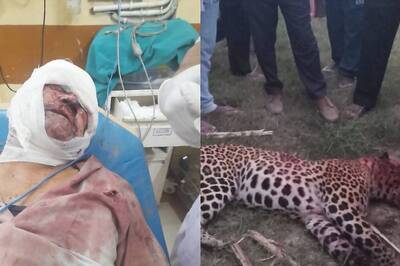 'Punched The Animal In The Face': How Eyewitnesses Described The Fight Between An Ex-Soldier And A Leopard in Bijnor