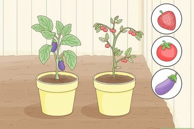 How to Get Rid of Red Spider Mites Organically