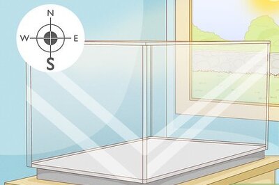 A Simple DIY Guide for Growing Your Own Spirulina Algae