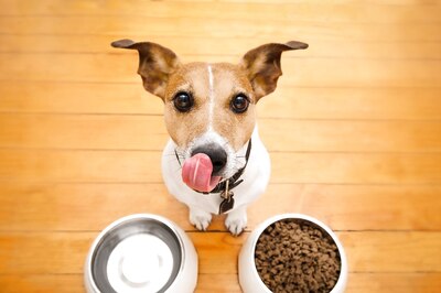 Are You Feeding Your Pet Home-Cooked Food? Read to Know What Is Right and What is not
