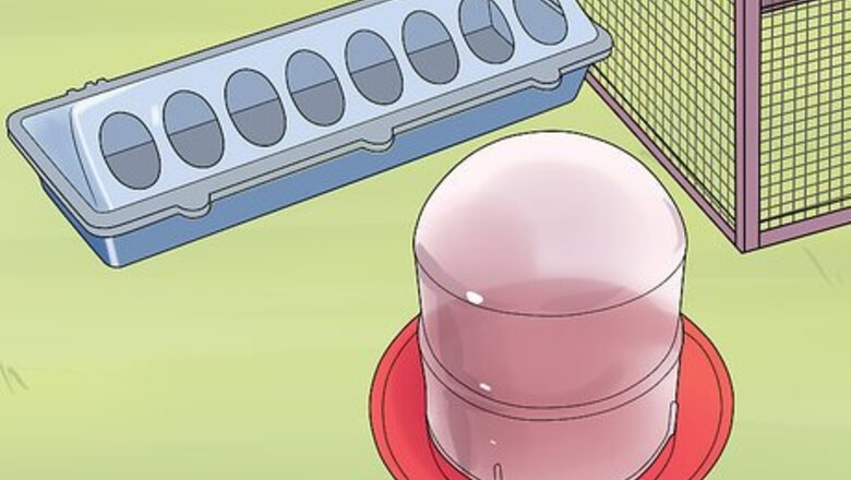How to Feed Chicks