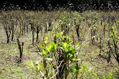 Some Plants May Depend More on Friendly Fungi than Own Leaves, Says Study