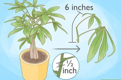 3 Ways to Propagate & Care For Money Trees (Pachira Aquatica)