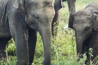 Wild Elephants Knock Down Boundary Wall of Covid Hospital, Prohibitory Orders in North Bengal Town