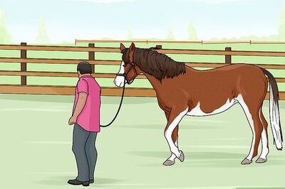 How to Lunge a Horse