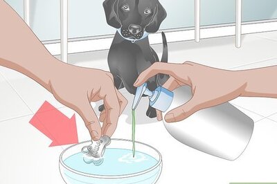 How to Clean Your Dog's ID Tag
