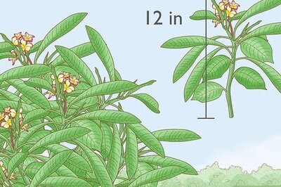 Growing Plumeria from Cuttings: Stripping, Planting, & Aftercare
