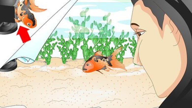 How to Identify Aquarium Fish Diseases
