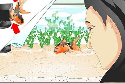 How to Identify Aquarium Fish Diseases