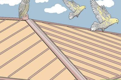 How to Keep Birds Off the Roof
