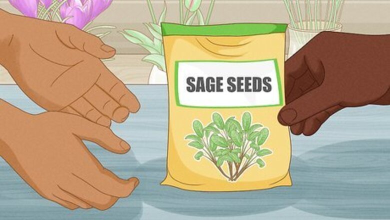 How to Grow Sage