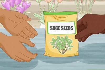 How to Grow Sage