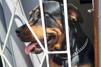 Rottweiler Saves Owner From Deadly Snake Hiding Under Couch