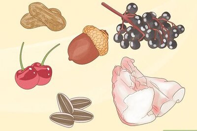 How to Attract Blue Jays