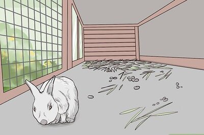 How to Clean a Rabbit Hutch