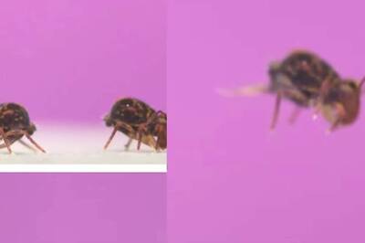 Watch: Tiny Creature’s Record-breaking Backflips Will Blow Your Mind