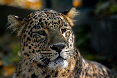 From 8,000 in 2014, India's Leopard Population Increased to Over 12,000 in 2018: Javadekar