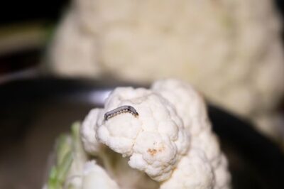 Cauliflower To Brinjal, Vegetables That Might Have Worms or Insects In Them