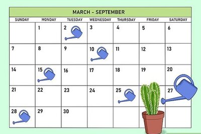 How to Water a Cactus