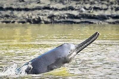 UP Launches Special Drive to Rescue Seven Rare Gangetic Dolphins Stranded in Lucknow Canal