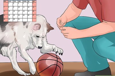 How to Give Your Lonely Dog Some Company