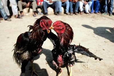 Puducherry’s Cockfighting Competition Blends Culture And Tradition