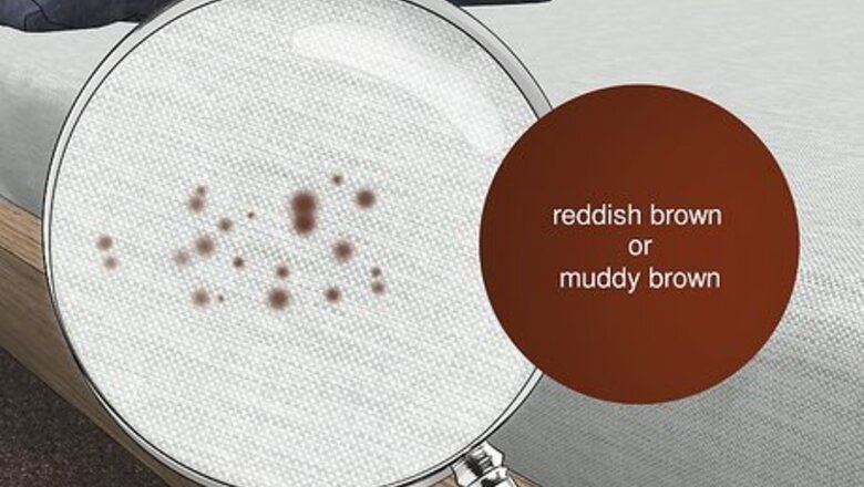 How to Identify Bed Bug Droppings