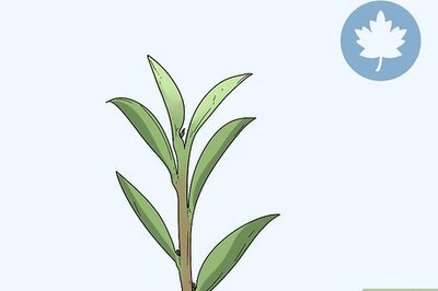 How to Take Hardwood Cuttings