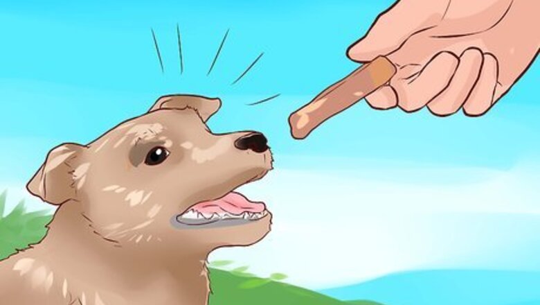 How to Keep Your Dog from Eating Your Cat's Food