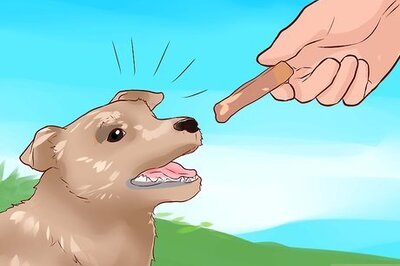 How to Keep Your Dog from Eating Your Cat's Food