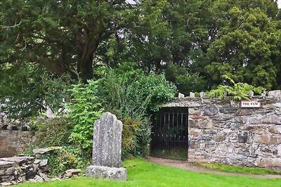 Ancient British tree has started to change sex