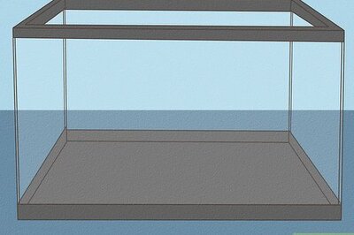 How to Care for Zebra Danios