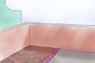 How to Grow Swamp Hibiscus