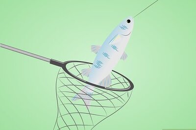 How to Net a Fish