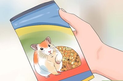 How to Feed Hamsters