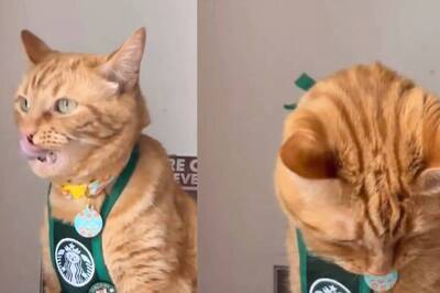 How A Couple Turned Their Rescued Cat Into A Social Media Sensation With Rs 16 Lakh Investment