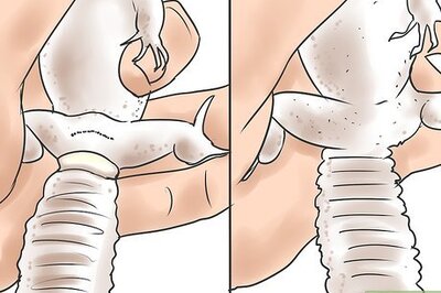 How to Breed Leopard Geckos