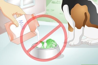 How to Reduce Flatulence in Dogs