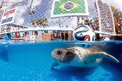 FIFA World Cup: Turtle Big Head predicts Brazil's win against Croatia